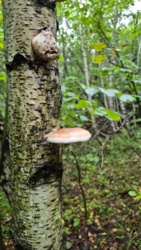 619fe52e-4b4e-4e93-a751-903fa0c437e5