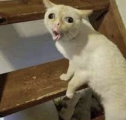 c1923ce8-2bdb-47d9-800e-1e96de01a7f7