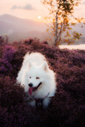 e6e9d2ec-feed-4631-87ad-016256b4e090