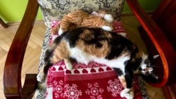 294c42e2-a535-4fc1-8da1-91fca8094c2a