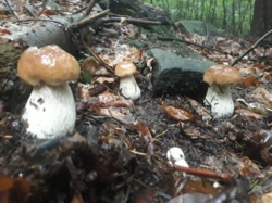 3f6688c0-bc49-4604-a5a2-d62265312c78