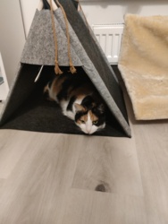 e4a2332b-df85-411f-8dca-e2d64eed35ad