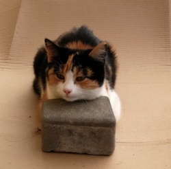 12f8aa69-57f8-4adf-87e1-d0060caaf61b