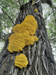 4c842181-a3f2-42e6-9c5a-d47be6349294