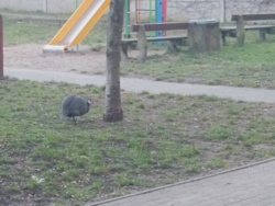 3f33406c-0350-43dd-bae2-ed9496ad3e61