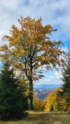 f8d12910-b749-4222-97f0-ce6ea988b13c