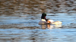 aed9419a-6201-4c53-b51b-0070b9dbf12a