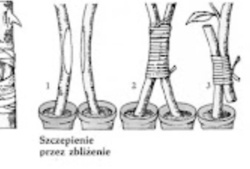 dc2b0207-d365-4761-98c2-193cd9742ab5