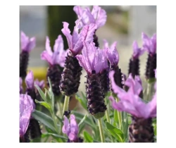 ae100e16-7b50-444b-991c-4b1aeb1ff321