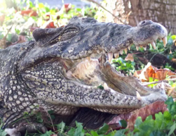 d838083d-ec21-4ee9-89c7-8aaea0c54c33