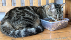 8d38fc5c-dd3f-4567-a513-f6228de5cca5