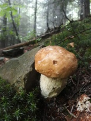 aaf3f23d-5a76-402b-a8e7-08f9653f0889