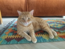 d7f34677-9a7b-4cf4-8e02-4a6032243237