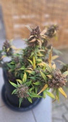 59b778cc-290f-4295-bb66-49a6d43b4437