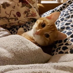 54acf5a6-f93e-40c5-a6a3-7a275b5be1a4