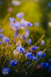 12ae5923-0be7-4112-8bf3-d00062ca51be