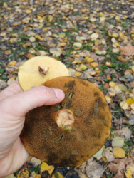 1ed99b71-3433-4031-adb9-ad8f4a52efa3