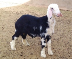 c3c30494-8db6-46ab-a888-7ab1158a0e77