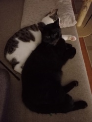 e8c1d5e1-3532-464e-8770-4c5b3ed8333d