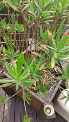 f1f1b0b1-b942-4286-8d46-80b14fbb1646