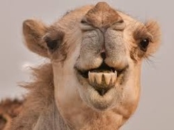 2bcb8e0b-ce58-4072-9792-2e5e56e53b04