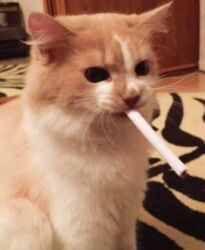 f98576cd-7c49-4204-8d4b-577a7ca26629