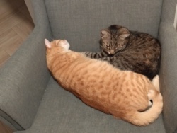 c5fafce9-5ae4-482b-b47c-a45ab2842176