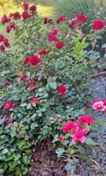 ae6ef434-0cf4-4e66-a4a3-48a7b96edc52