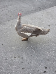 2a4af365-cdda-40d6-9d11-fa931b74b3c8