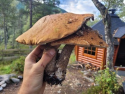 55923ca8-981d-491d-9011-3112c409c8c0