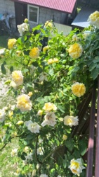 67732d05-d83f-4b5f-aa4f-065c3255d2a2