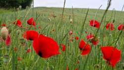 dc027b73-198f-4525-9ca5-696e883c73ff