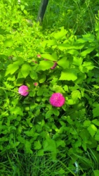 16caa1cd-49bd-4409-9047-2fc24ccb2096