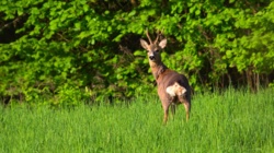 40a92435-97b1-4a38-b52a-288da568e5d4