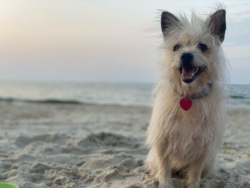 51454cf9-a1d1-49cc-993b-0a7517dcbb78