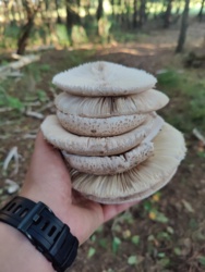 435a218a-3b49-42b8-a869-e27e883bb567