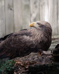 a903dcc9-39a3-4945-aa1e-8159bec86535