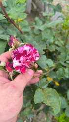 f28f2a73-eb38-408d-ae4a-4824cf2972d3