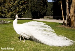 9f21038d-3471-403d-b0e6-49a4a689082f