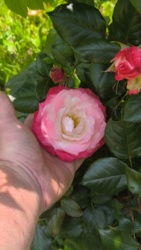 f2aa3a04-96e6-4c39-8fcf-130e15b90b51