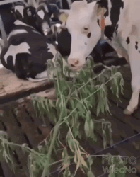 62e69229-4317-40c6-a388-44f5cff3c338