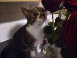 fca1746b-5dc5-4421-bfa9-168650176445