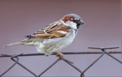 9ff94a0c-3a87-4395-a627-6e70340485a2