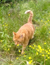 4c6a45a2-fda8-46c2-b34d-9d69af3c864e