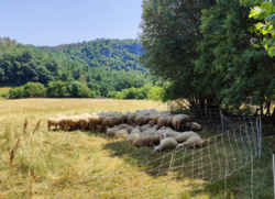 2426397e-eaeb-40bf-bbd5-46e5fe9cdcd4