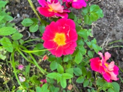 aaa1507a-12b3-4d5f-b56e-81af831b6af6