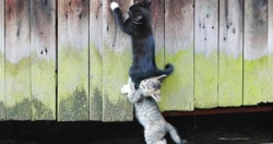 20f495e8-9ad2-4d54-8092-bdc29bfdb672