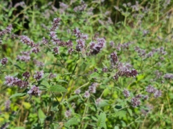 ae5736f8-c0a6-47b0-9a94-6c358ad5799f