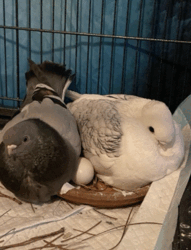 c50dac3b-f35a-40be-bebc-3b9b43e25ec6