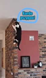 a6954f90-c7f2-4260-95bd-92bdbdad523f